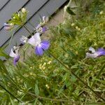 Collinsia parviflora Fiore