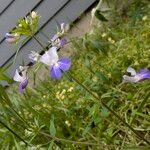 Collinsia parviflora Blomma