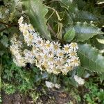 Olearia macrodonta Blüte