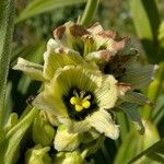 Veratrum album Flor