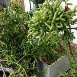 Rhipsalis cereuscula Corteza