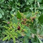 Salvadora persica Fruit