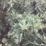 Juniperus virginiana 整株植物