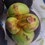 Garcinia mangostana Vrucht