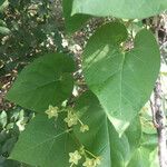 Matelea reticulata Plante entière