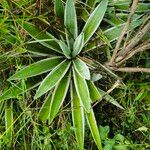 Agave vivipara 葉