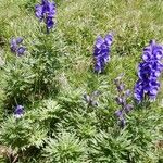 Aconitum napellus Hábito