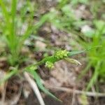 Carex blanda Fruto