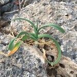 Allium commutatum 葉