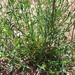 Lepidium graminifolium Lapas