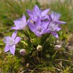 Gentianella ramosaFlor