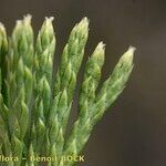 Lycopodium tristachyum Hostoa