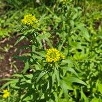 Erysimum cheiranthoidesLorea