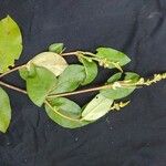 Croton sellowii Hoja