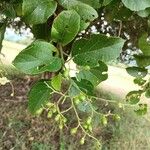 Cordia dentata Fruto