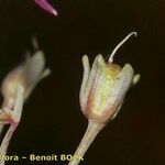 Linaria pedunculata 果實