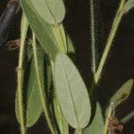 Crotalaria sagittalis Folla