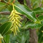 Salix pentandra Çiçek