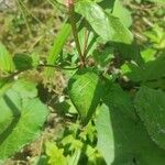 Epilobium lanceolatum Leaf