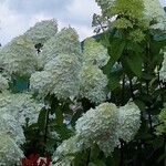 Hydrangea paniculata Blomst