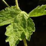 Geranium phaeum Leaf