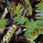 Pteris preussii