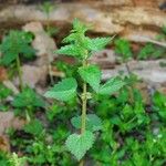 Urtica chamaedryoides Buveinė