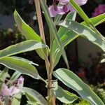 Solanum glaucophyllum List