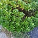 Nipponanthemum nipponicum Hábito
