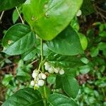 Chiococca alba 果実