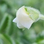 Cicer arietinum Flower