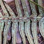 Polystichum munitum Frutto