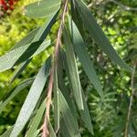 Callistemon viminalis Лист