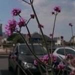 Verbena bonariensisBlomma