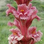 Orobanche elatior Flor