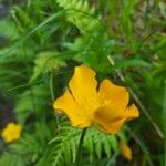 Ranunculus breyninus Flor