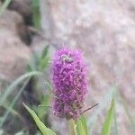 Dalea purpurea Λουλούδι