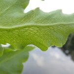 Ceratopteris cornuta Leaf