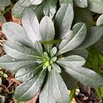 Daphne laureola Leaf