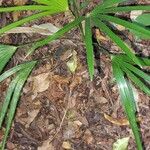 Coccothrinax barbadensis Hoja