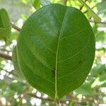 Chrysobalanus icaco Feuille