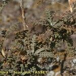 Descurainia millefolia 形態