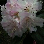 Rhododendron adenogynum Flower