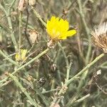 Launaea fragilis Flower