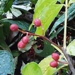 Zanthoxylum bungeanum 果實