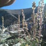 Artemisia umbelliformis Blomst