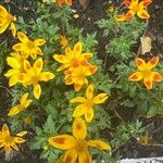 Bidens ferulifolia Virág
