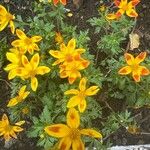 Bidens ferulifolia Кветка