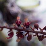 Bulbophyllum resupinatum Kwiat