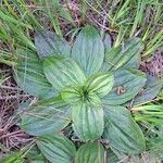 Plantago subnuda Yaprak